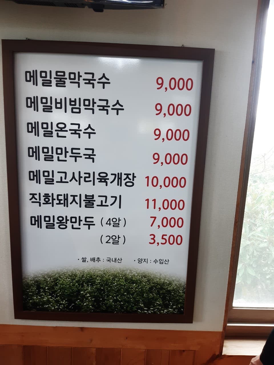 메밀꽃제주 사진 4